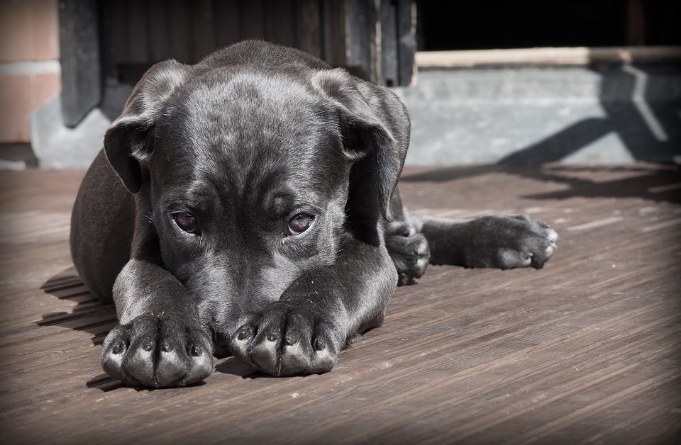 Avviso manifestazione interesse gestione rifugio del cane